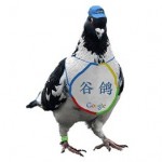 google_pigeon_DV_20090401024438